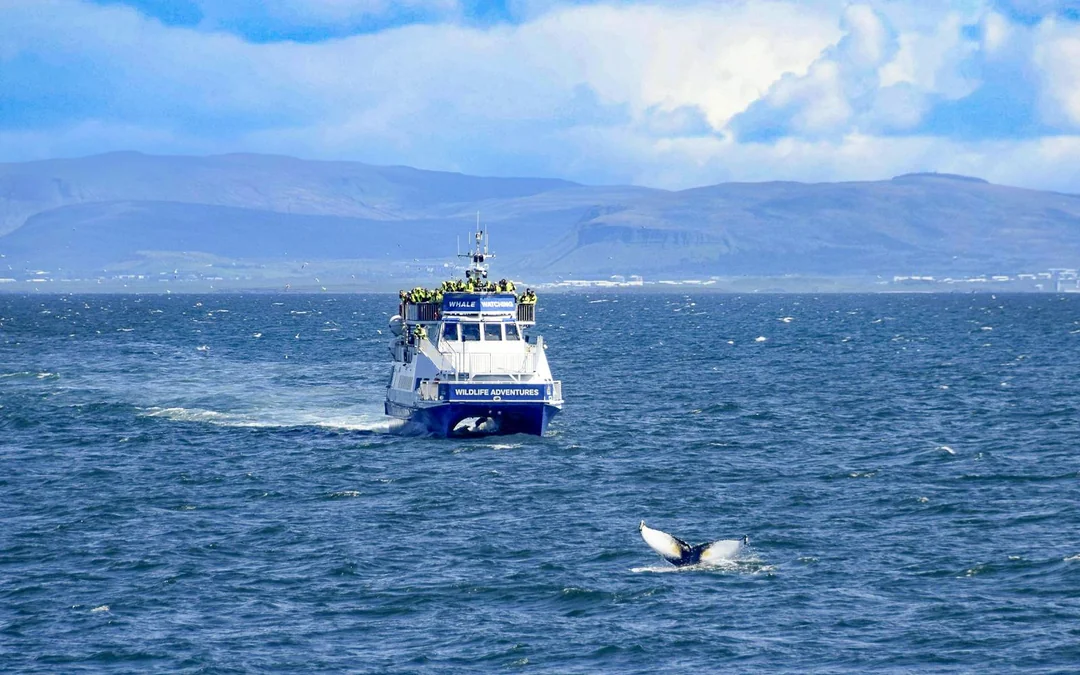 Reykjavik: Whale Watching Boat Tour Image 1