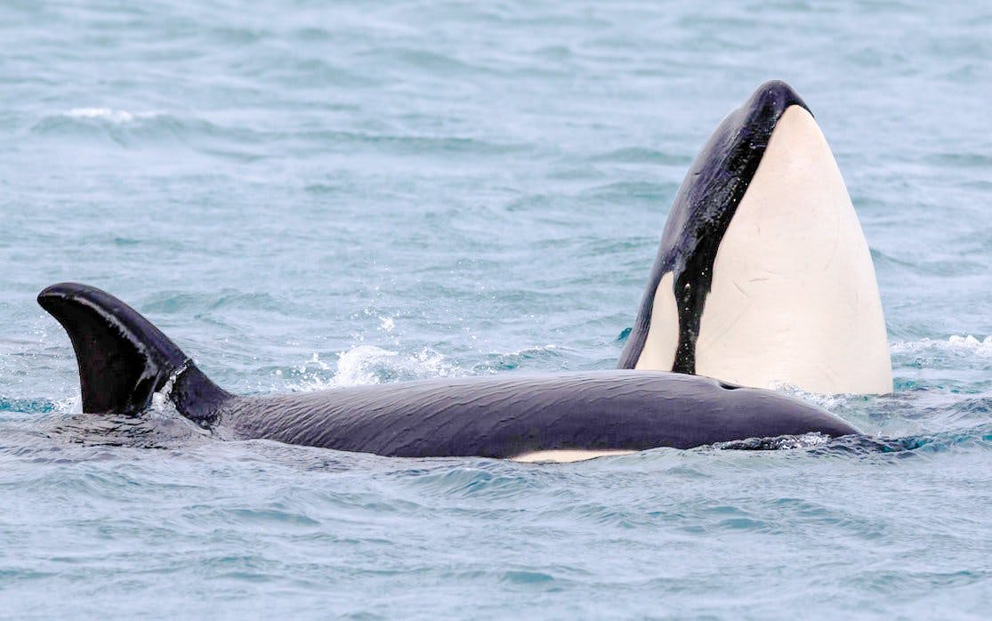 Reykjavik: Whale Watching Boat Tour Image 2