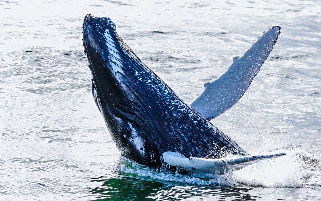 Reykjavik: Whale Watching Boat Tour Image 5