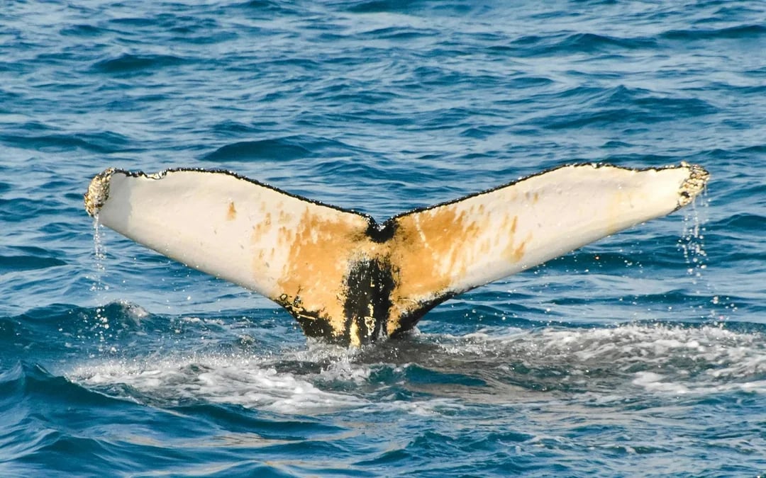Reykjavik Whale Watching Cruise with Lava Show Entry Image 2