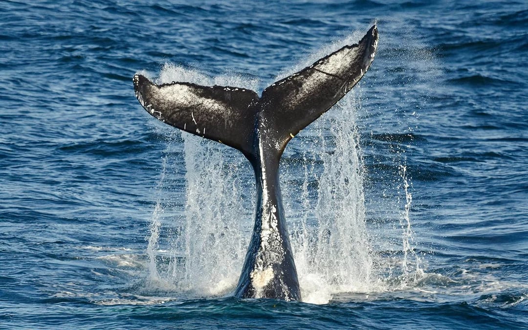 Reykjavik Whale Watching Cruise with Lava Show Entry Image 6