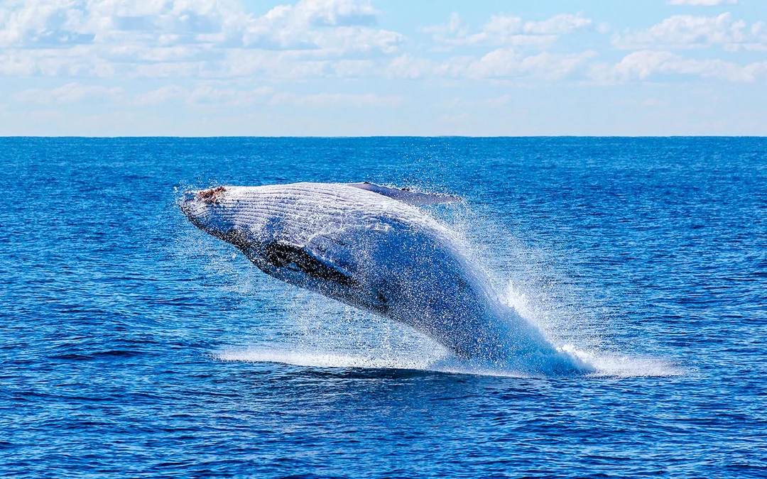Reykjavik: Whale Watching on a Luxury Yacht Image 1