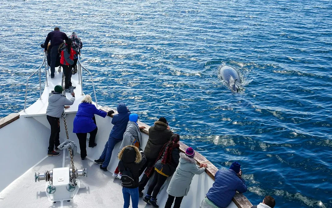 Reykjavik: Whale Watching on a Luxury Yacht Image 3