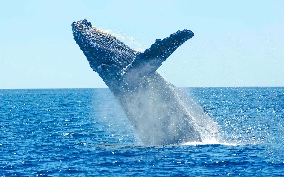 Reykjavik: Whale Watching on a Luxury Yacht Image 4
