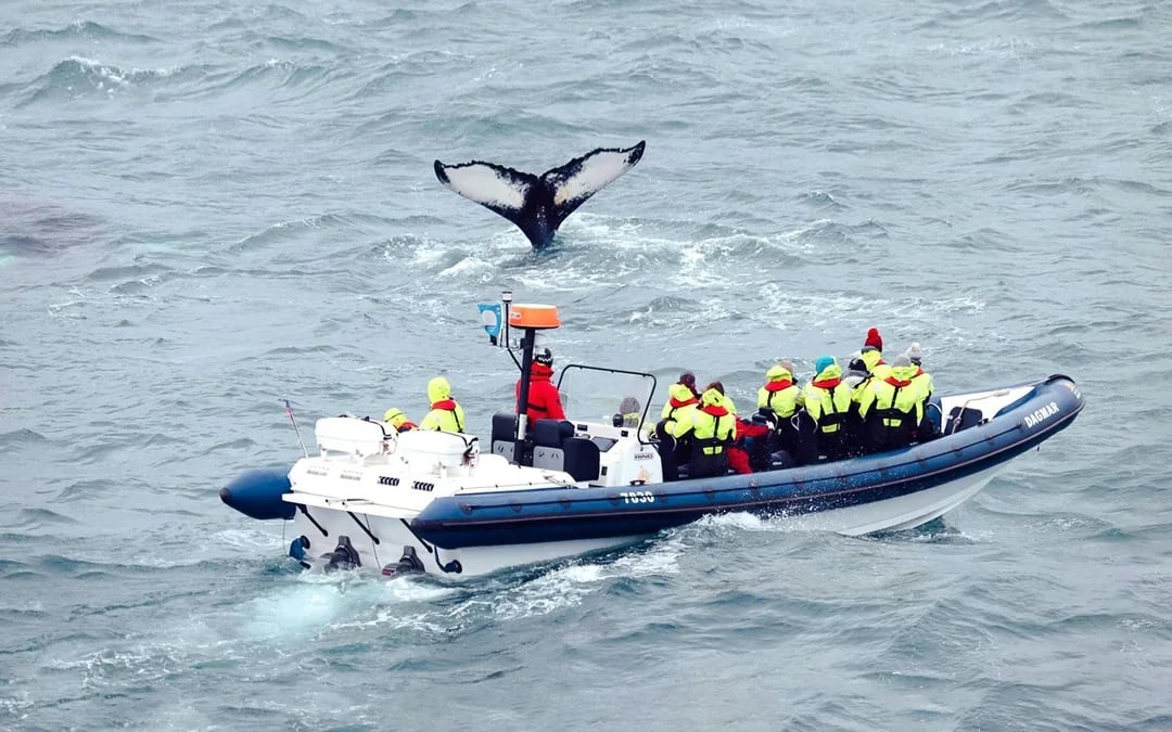 Reykjavik: Whale Watching Tour on an RIB Speedboat Image 1
