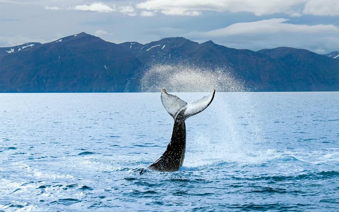 Reykjavik: Whale Watching Tour on an RIB Speedboat Image 7