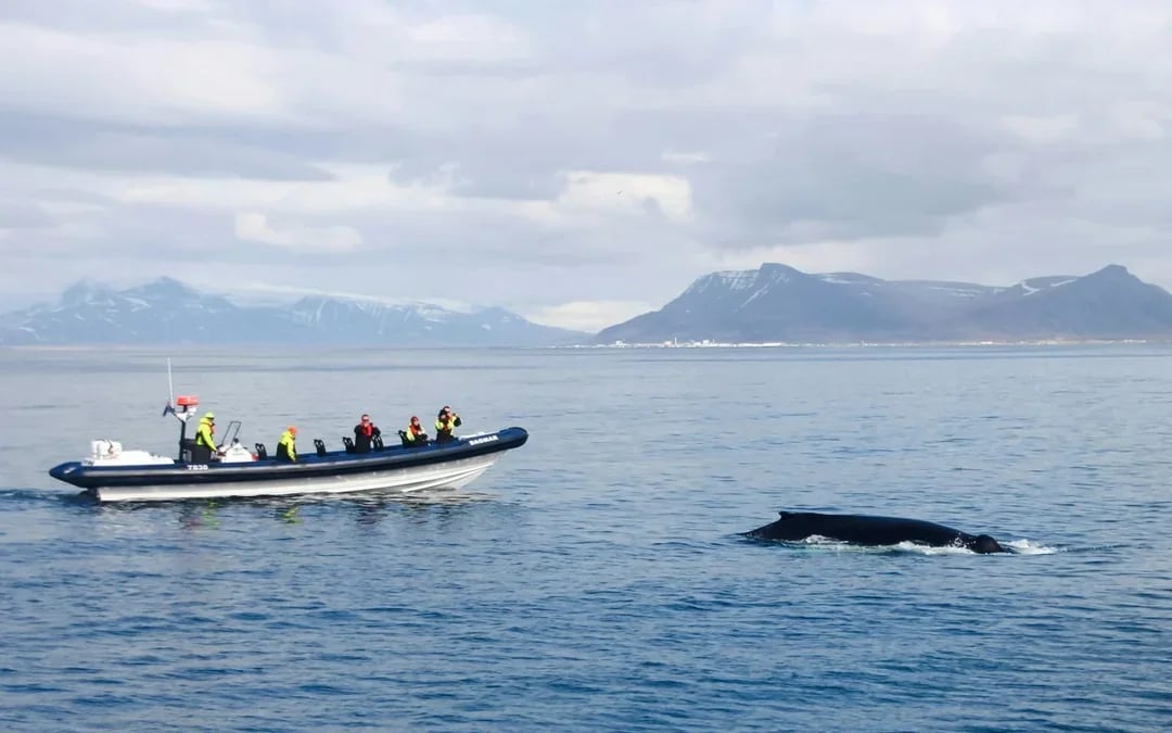 Reykjavik: Whale Watching Tour on an RIB Speedboat Image 8