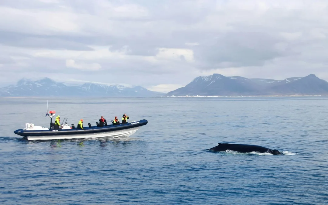 Reykjavik: Whale Watching Tour on an RIB Speedboat Image 8