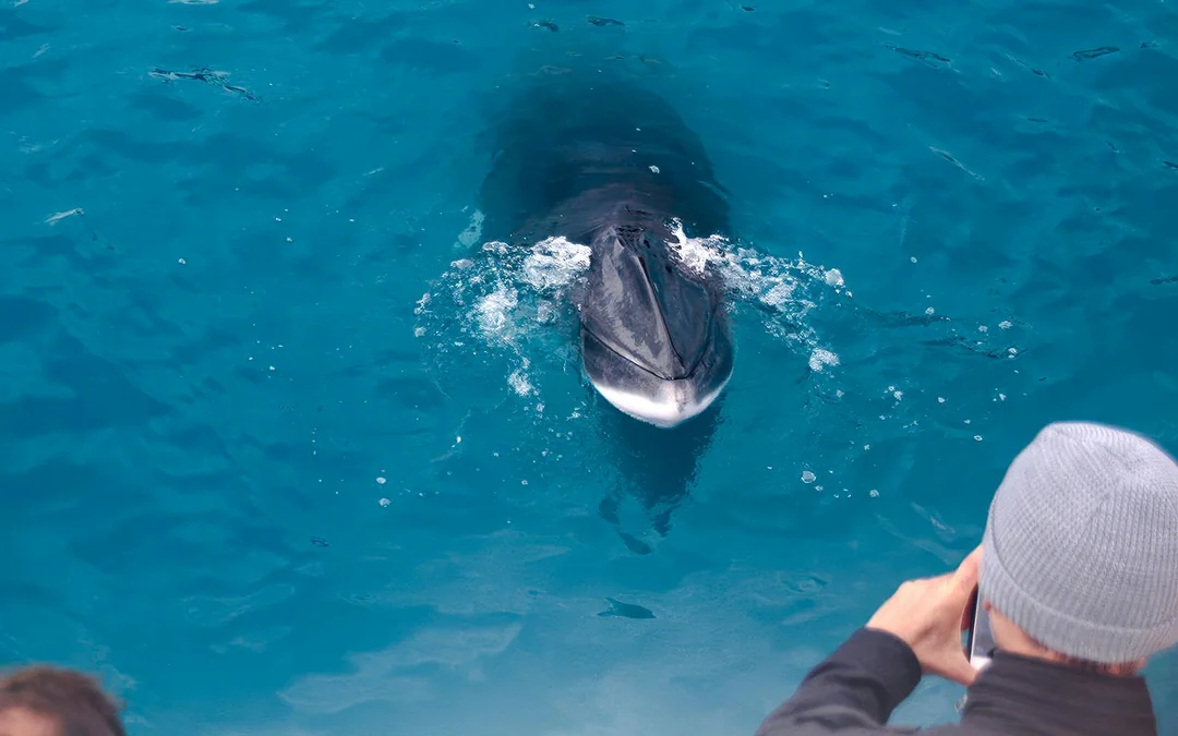 Reykjavik: Whales & Puffins Express Cruise Combo Tour Image 2