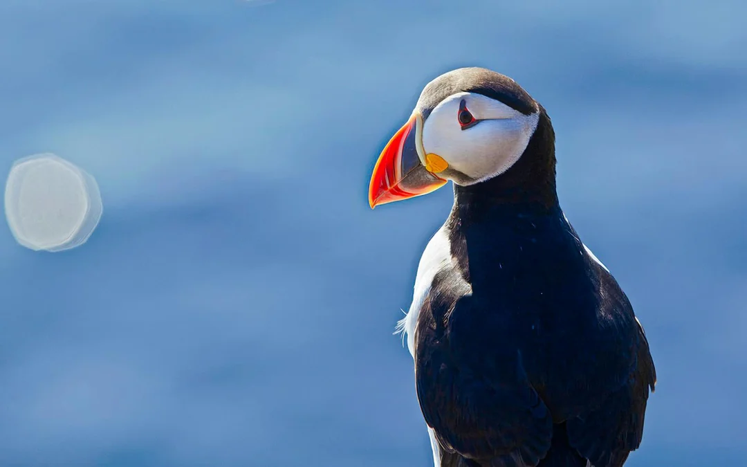 Reykjavik: Whales & Puffins Express Cruise Combo Tour Image 3