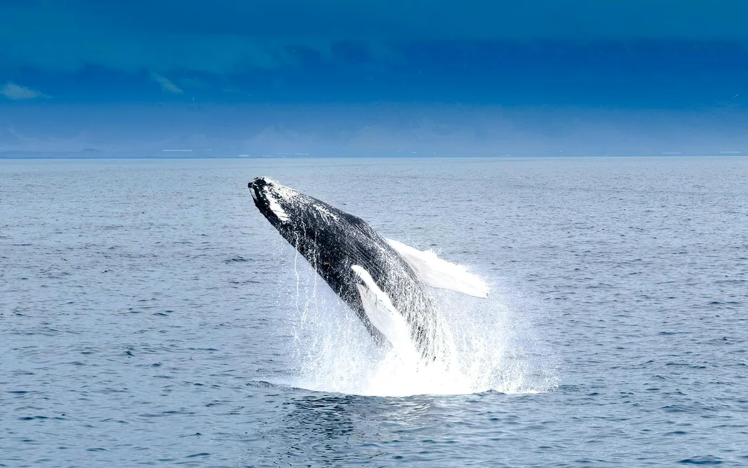 Reykjavik: Whales & Puffins Express Cruise Combo Tour Image 5