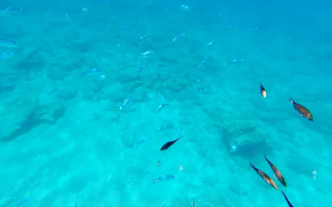 Rhodes: 3 Hour All-Inclusive Yellow Submarine Cruise to Anthony Quinn & The Caves Image 9