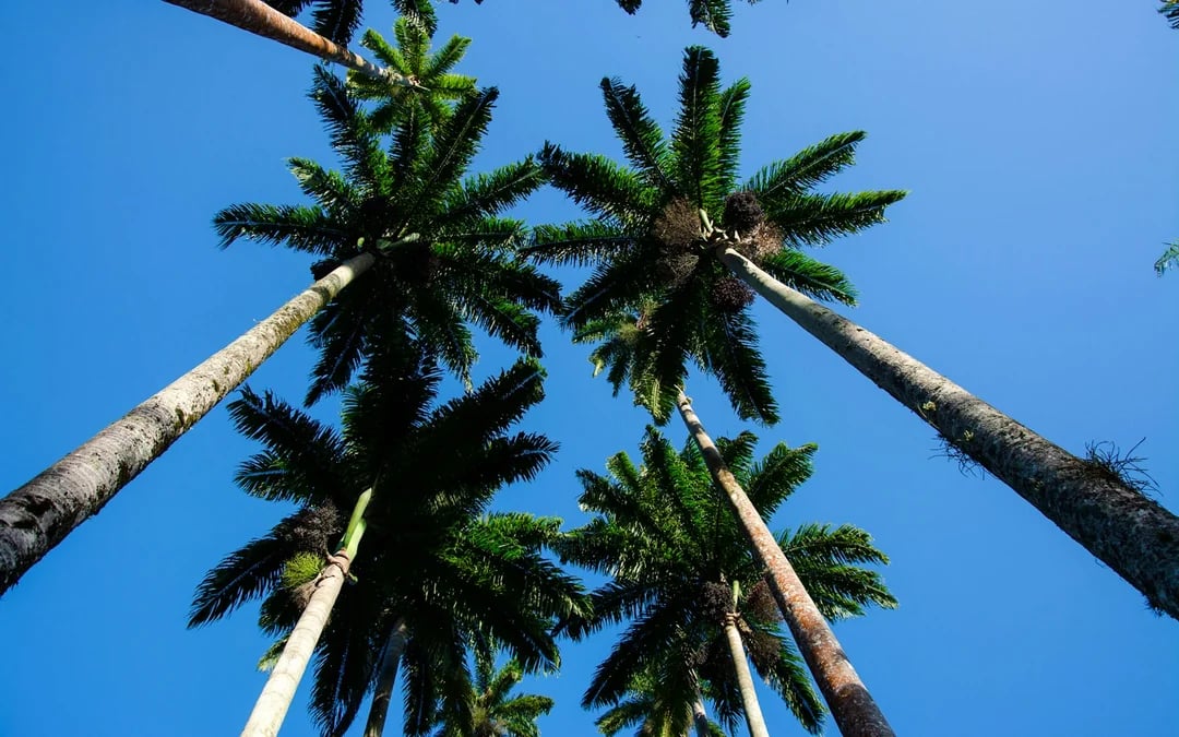 Rio de Janeiro Botanical Garden and Parque Lage Guided Tour with Professional Photos Image 1