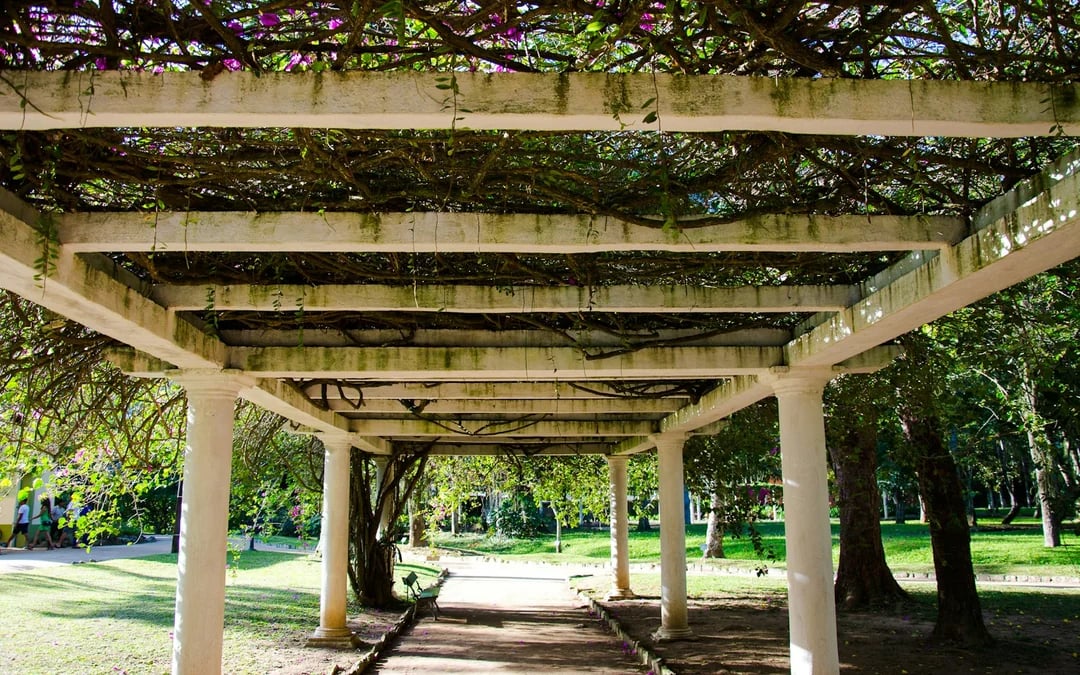 Rio de Janeiro Botanical Garden and Parque Lage Guided Tour with Professional Photos Image 4