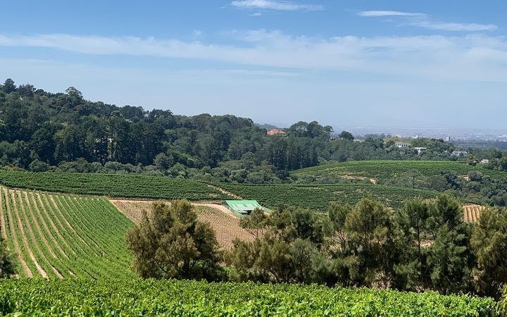 Robben Island, Kirstenbosch Botanical Garden, and South African Wine Tour Image 6