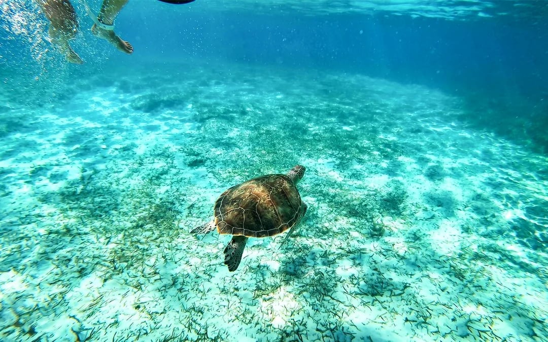 Rose Island: Premium Beach Club, Swim with Pigs Half Day Trip with Snorkelling Image 6