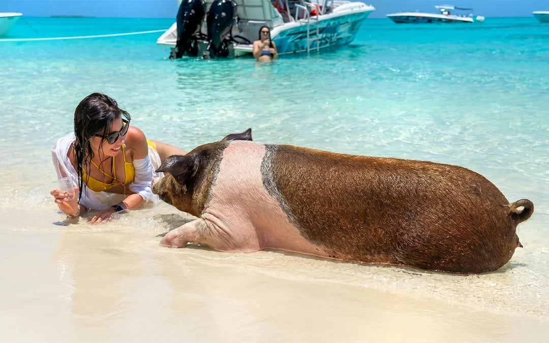 Rose Island: Premium Beach Club, Swim with Pigs Half Day Trip with Snorkelling Image 10