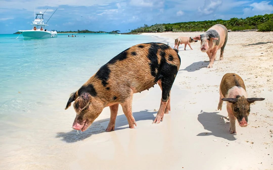 Rose Island: Swim with Pigs Half-Day Trip with Snorkeling at Green Cay Image 4