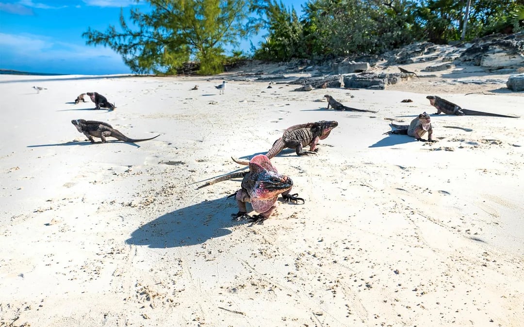 Rose Island: Swim with Pigs Half-Day Trip with Snorkeling at Green Cay Image 6