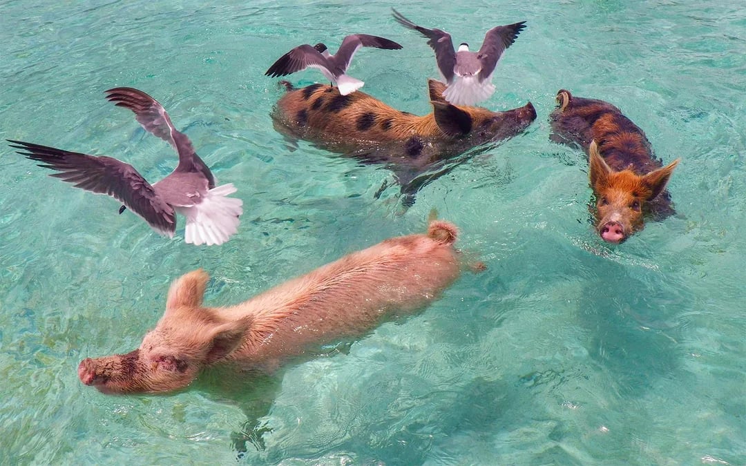 Rose Island: Swim with Pigs Half-Day Trip with Snorkeling at Green Cay Image 7