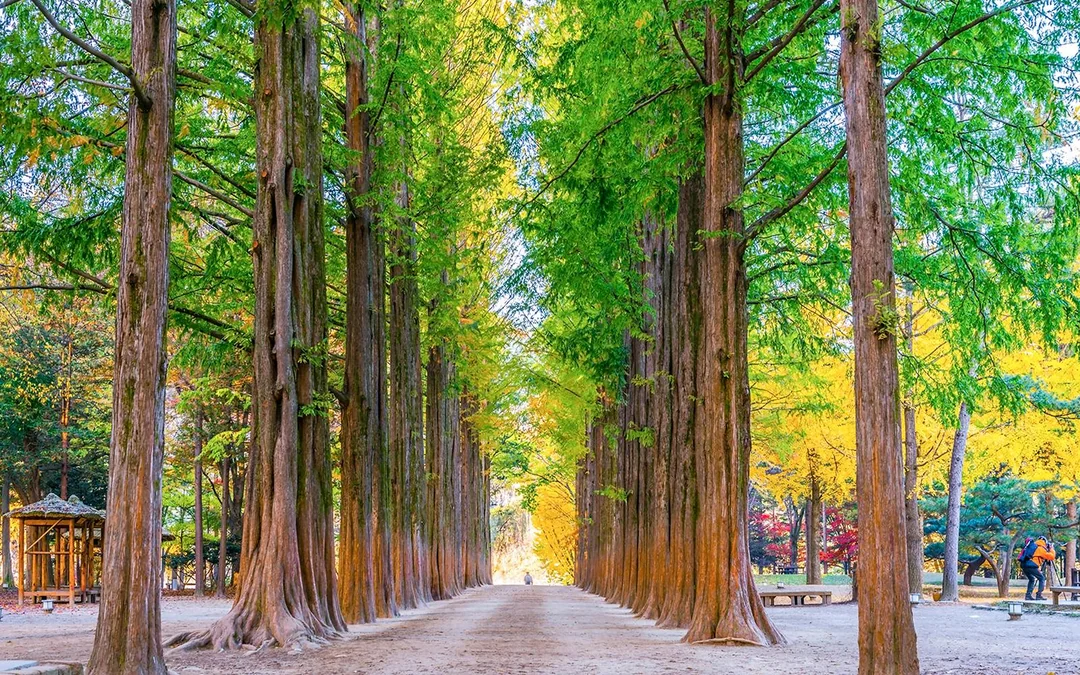 Round Trip Shuttle Bus Service to Nami Island
Image 1