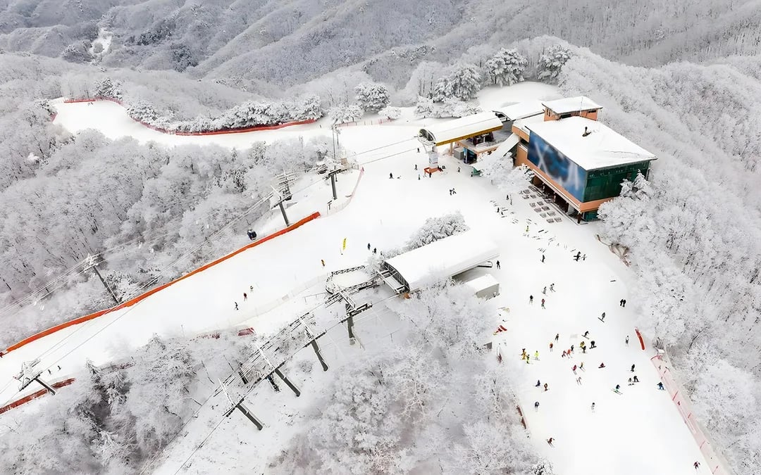 Round-Trip Shuttle Transfers from Seoul to Vivaldi Park Image 5