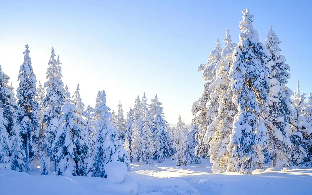 Rovaniemi: 1-Hour Snowmobile Safari Adventure Image 3