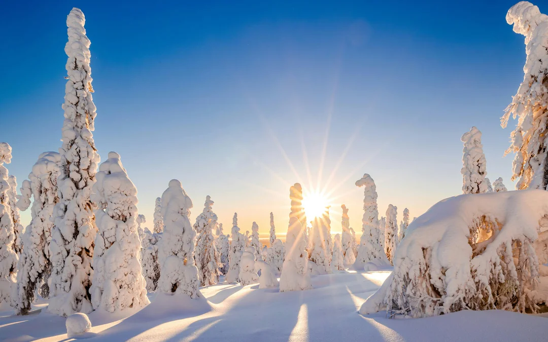 Rovaniemi: Arctic Snowmobile Safari & BBQ Image 3