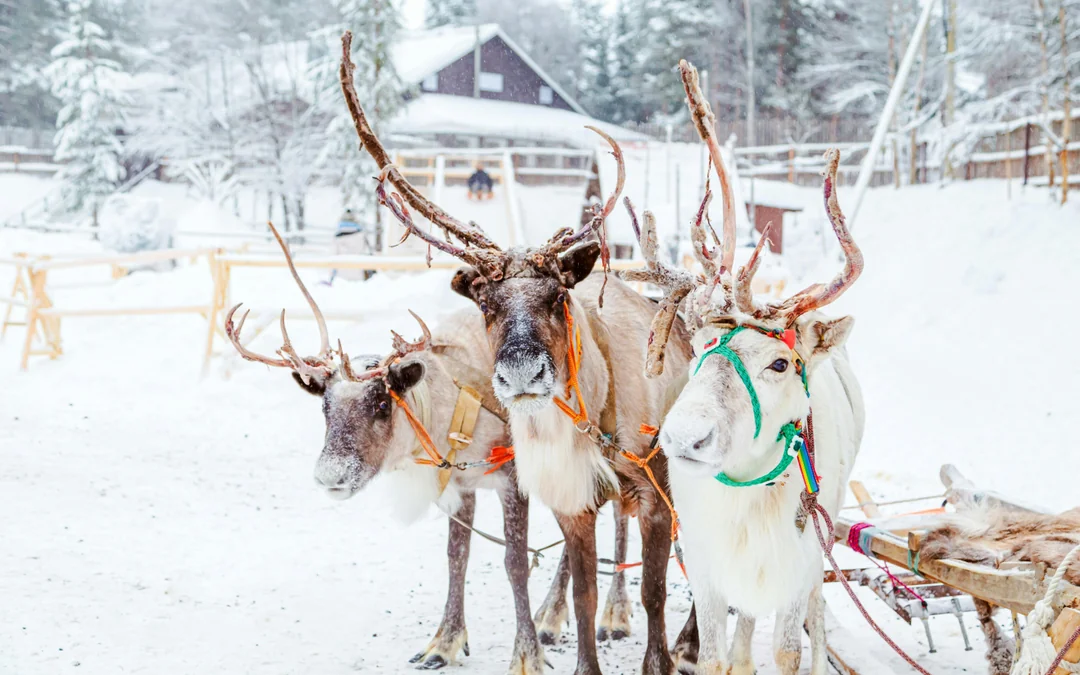 Rovaniemi: Guided Snowmobile Safari Image 3
