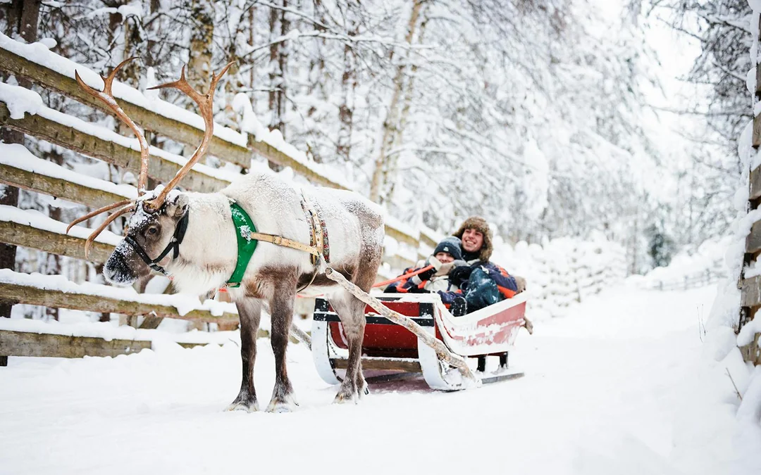 Rovaniemi: Husky & Reindeer Experience and Snowmobile Ride Image 5