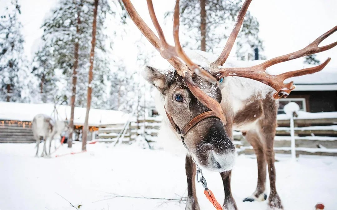 Rovaniemi: Husky & Reindeer Experience and Snowmobile Ride Image 9