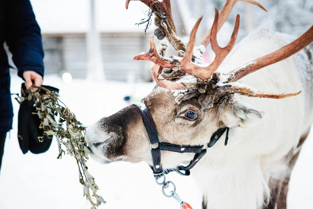 Rovaniemi: Husky & Reindeer Experience and Snowmobile Ride Image 10