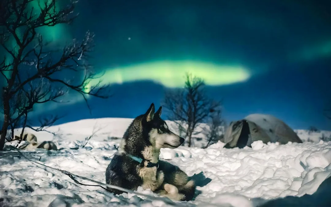 Rovaniemi: Northern Lights Hunting with Husky Image 4
