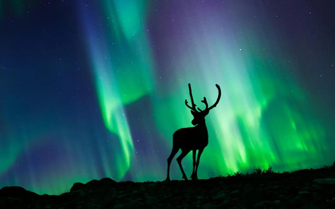 Rovaniemi: Northern Lights with Reindeer Sledding
Image 2