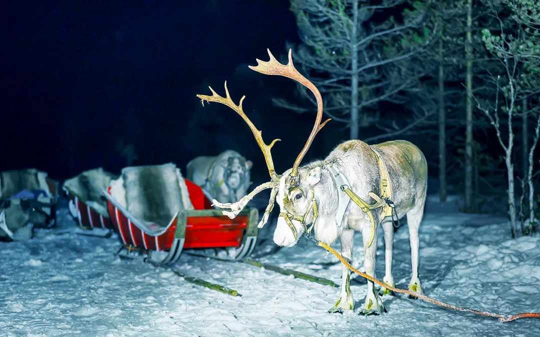 Rovaniemi: Northern Lights with Reindeer Sledding
 Image 6