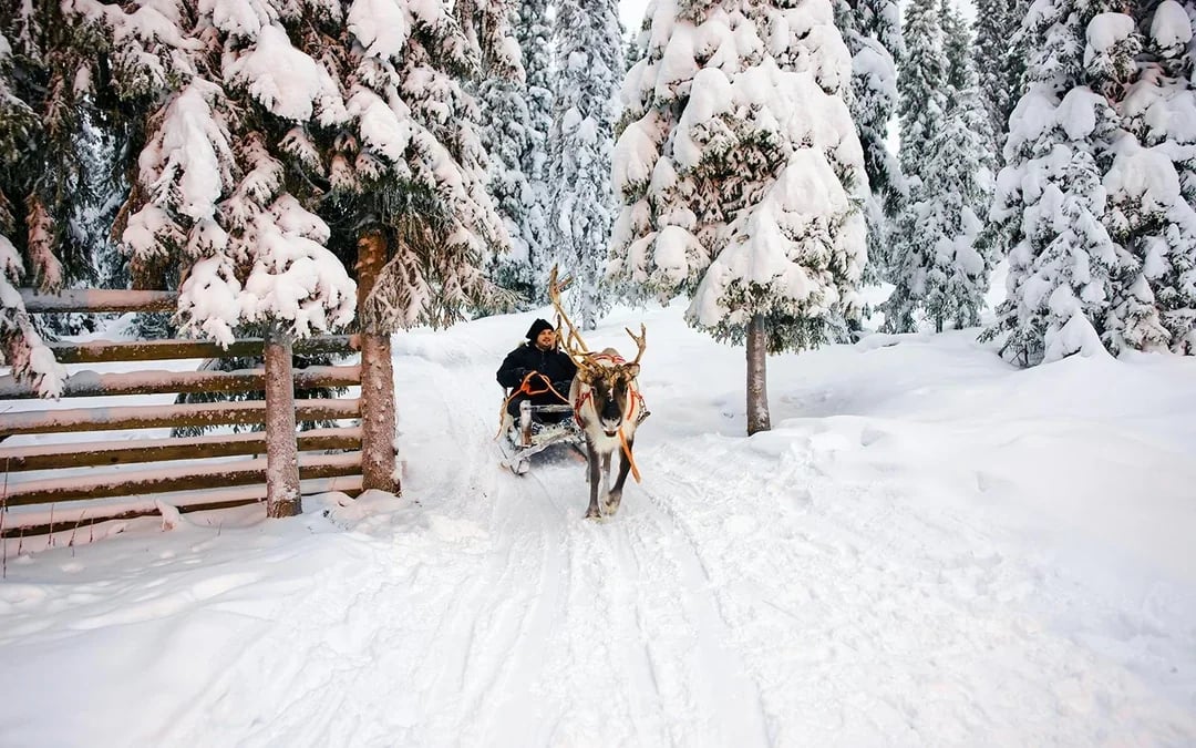 Rovaniemi: Santa's Reindeer & Husky Safari + Aurora BBQ Image 2