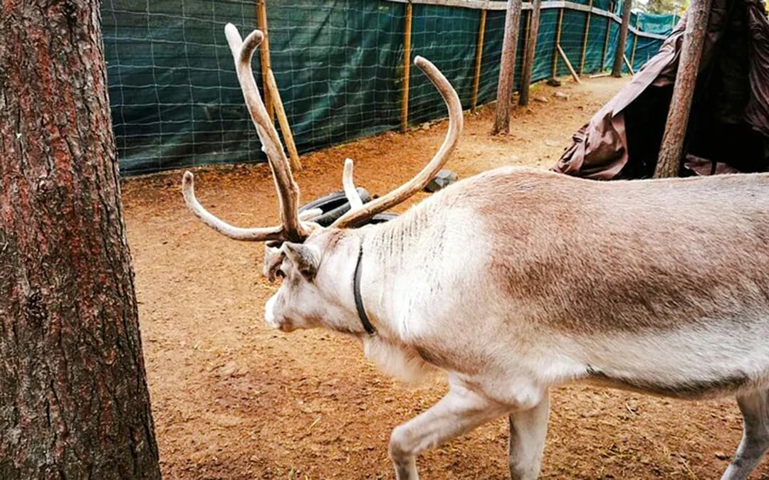 Rovaniemi: Santa's Reindeer & Husky Safari + Aurora BBQ Image 6