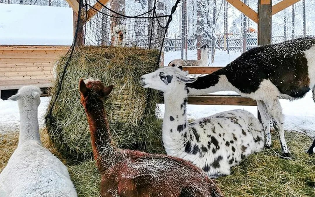 Rovaniemi: Santa's Reindeer & Husky Safari + Aurora BBQ Image 7