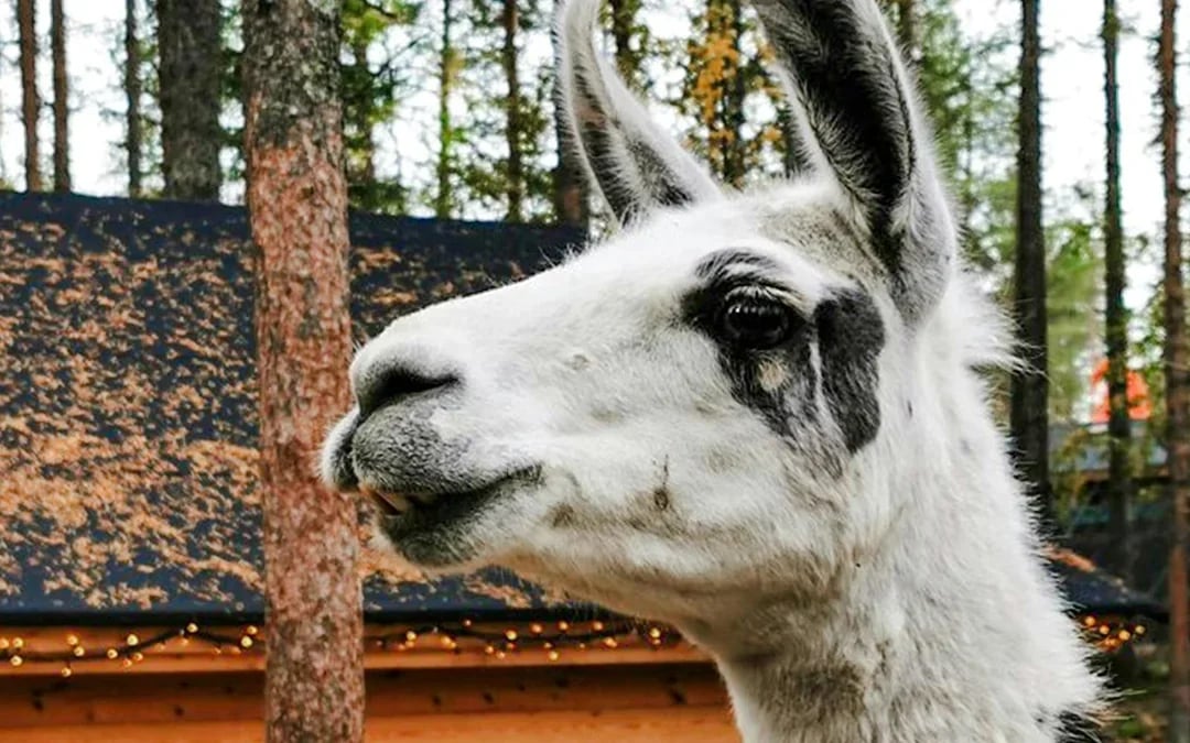Rovaniemi: Santa's Reindeer & Husky Safari + Aurora BBQ Image 8