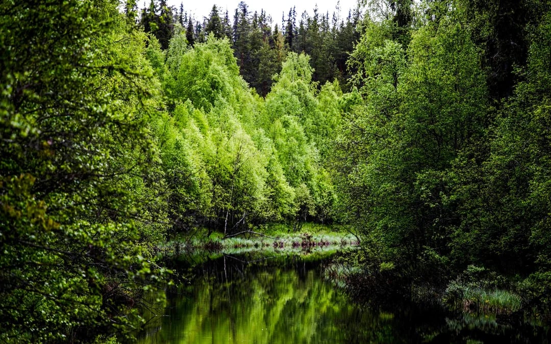 Rovaniemi Small-Group Nature Photography Hike Guided Tour with Edited Photo Collection Image 2