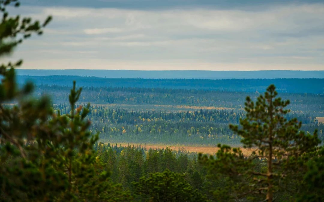 Rovaniemi Small-Group Nature Photography Hike Guided Tour with Edited Photo Collection Image 4