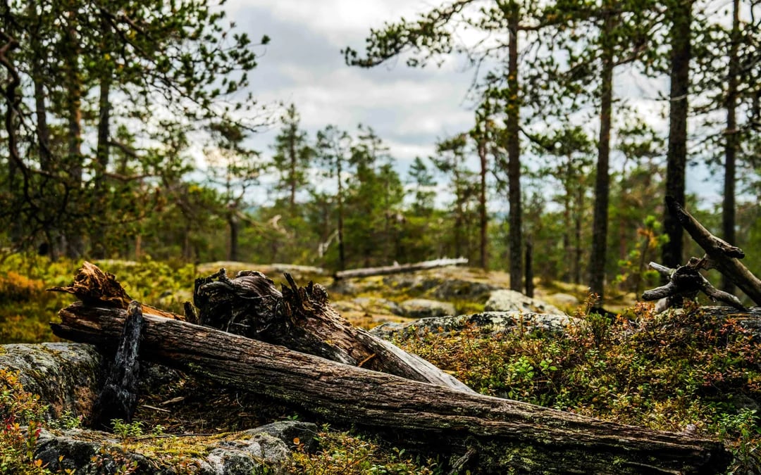 Rovaniemi Small-Group Nature Photography Hike Guided Tour with Edited Photo Collection Image 5