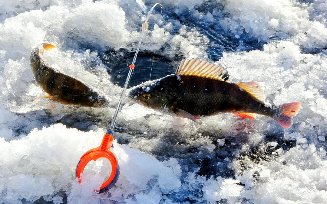 Rovaniemi: Snowmobile and Ice Fishing Experience Image 7
