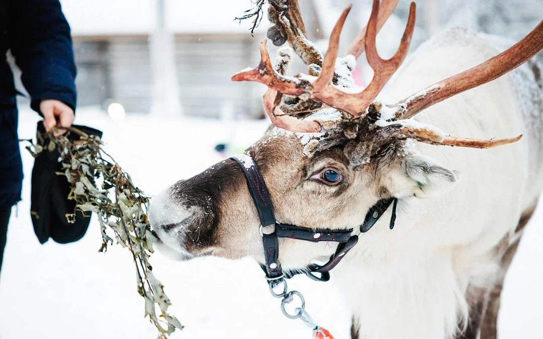 Rovaniemi: Snowmobile tour and reindeer experience Image 3