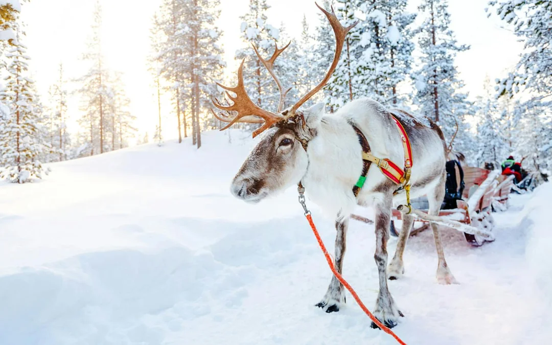 Rovaniemi: Snowmobile tour and reindeer experience Image 4