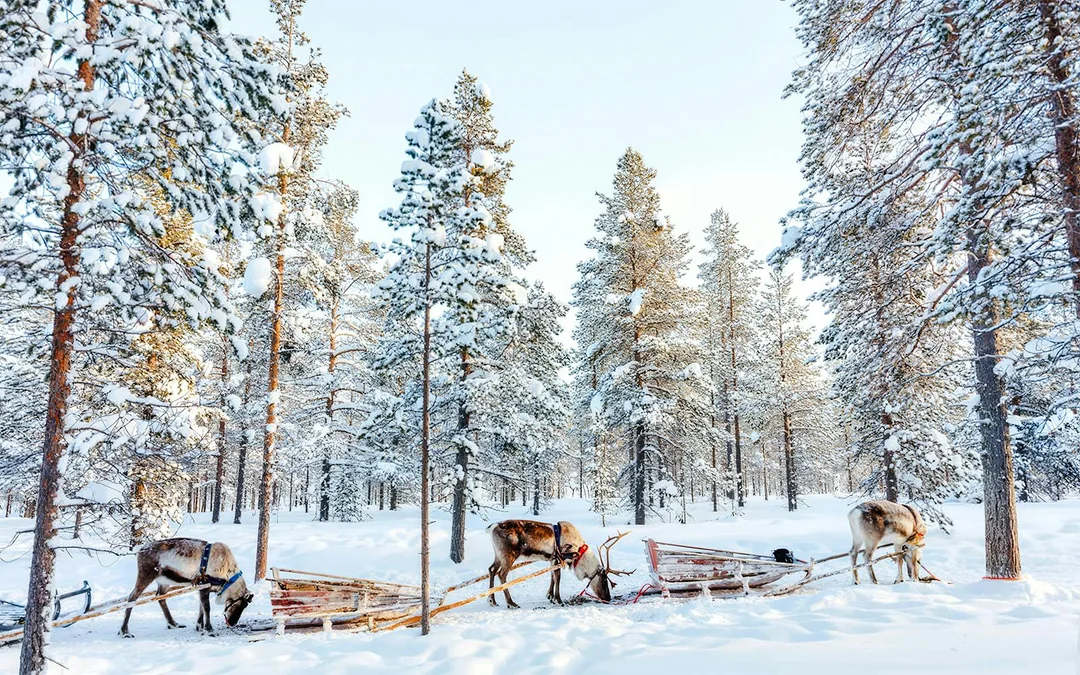 Rovaniemi: Snowmobile tour and reindeer experience Image 7