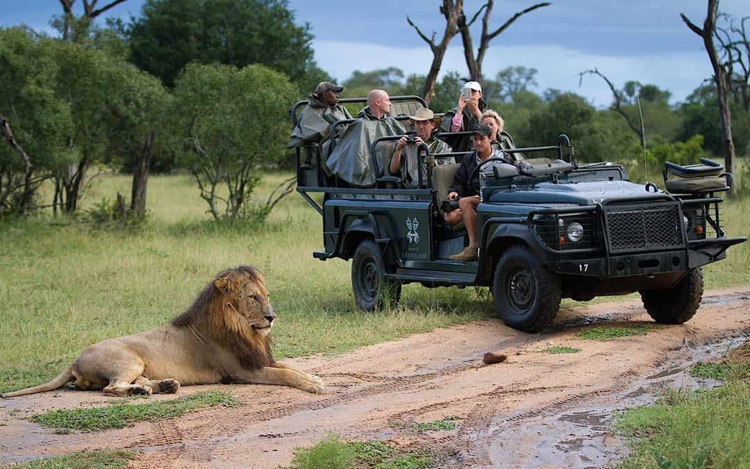 Sabi Sands Big 5 Safari and Cape Town Private Tours with Premium Accommodation, Internal Flights, and Transfers Image 1