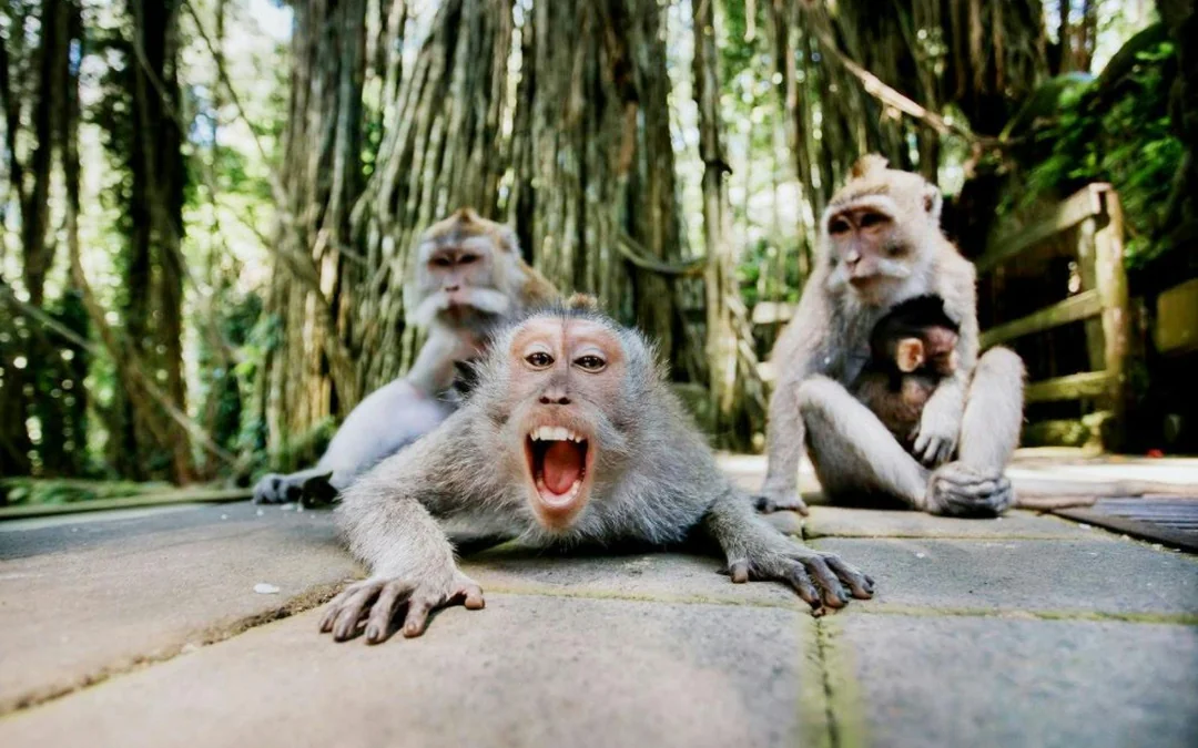 Sacred Monkey Forest Ubud Tickets Image 2