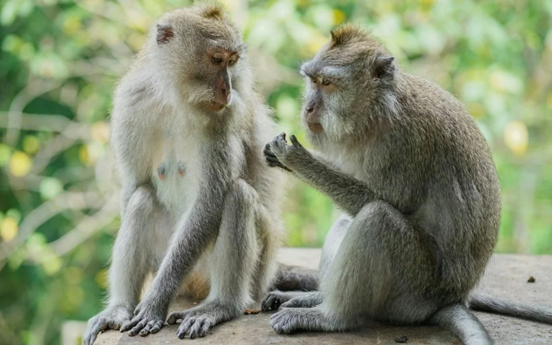 Sacred Monkey Forest Ubud Tickets Image 8