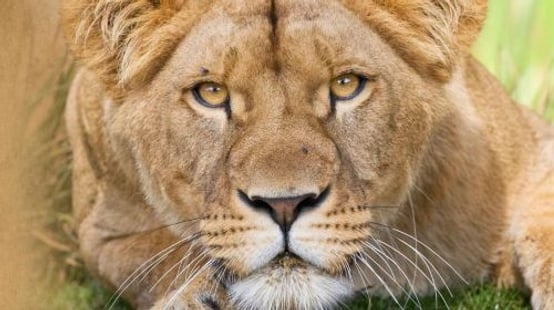 Safari de Peaugres